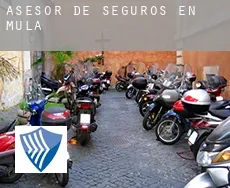 Asesor de seguros en  Mula